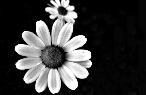 exotic-flower-pics-black-and-white